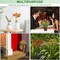 Silk Artificial Flowers Coreopsis Faux Flowers, Potted Floral Decor for Garden, Wedding, Office Table Decor Idea for Her or Him, Decorative Home Accessories(14.7 in, Orange)